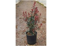 Glanzmispel Red Select Photinia fraseri Topf 12 l