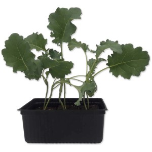 Chou frisé bio en barquette de 12, légume-feuille pour le jardin ou le balcon.