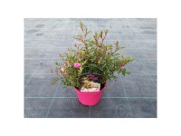 Kleinstrauchrose Lilly Rose Topf Ø ca.13 cm Kleinstrauchrose Lilly Rose Topf Ø ca.13 cm