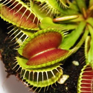 Nahaufnahme einer Venusfliegenfalle (Dionaea muscipula) mit geöffneten Fangblättern im Topf.