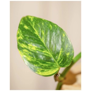 Gros plan sur une feuille de Feey Efeutute Marble Queen, une plante verte avec des motifs vert et blanc.