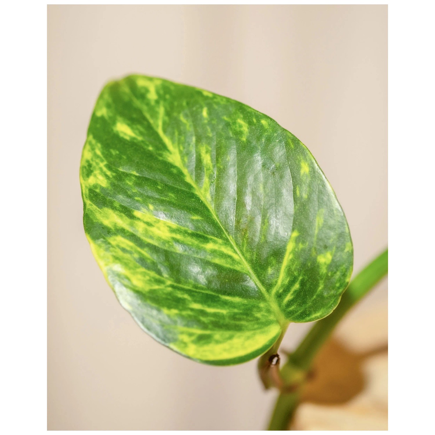 Feey Efeutute Marble Queen Hhe 30 - 50 cm