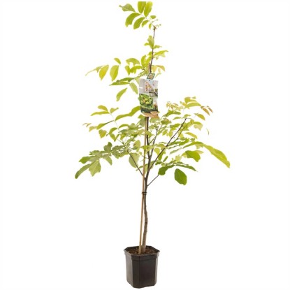 Walnussbaum Juglans regia Topf 30 l / Höhe 140 160 cm kaufen bei OBI