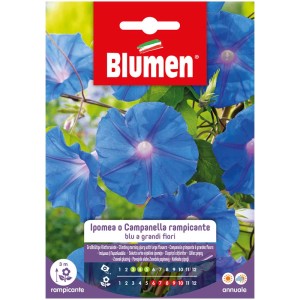 Sementi per fiori: Campanella rampicante Ipomoea purpurea con fiori blu.