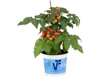GROW by OBI Tomatenpflanze Rot Solanum lycopersicum Topf Ø 27 cm