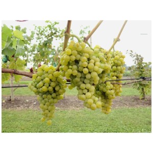 Bacche giallo-oro di Robustarebe Birstaler Muskat con acini croccanti e note di moscato.
