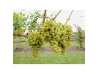 Beere Robustarebe Birstaler Muskat