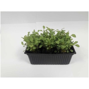 Rucola bio in confezione da 12: verdura a foglia fresca per il tuo giardino o balcone.