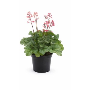 Heuchère 'Shimmer' avec fleurs roses en pot, plante vivace persistante.