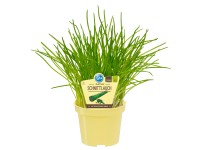 Bio-Schnittlauch Topf-Ø ca. 12 cm Allium