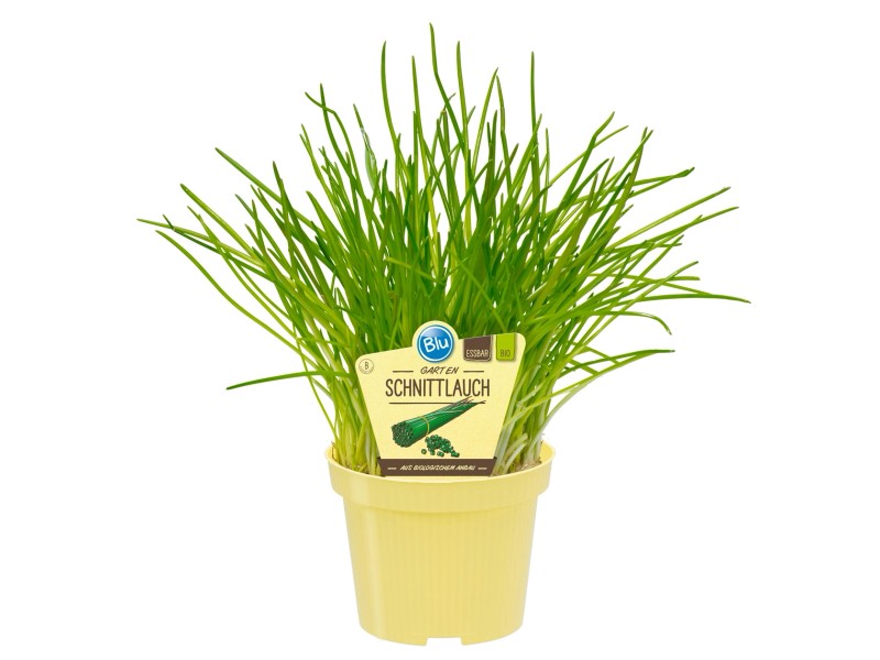 BioSchnittlauch TopfØ ca. 12 cm Allium kaufen bei OBI