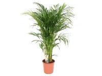 Goldfruchtpalme Dypsis lutescens Topf Ø 21 cm / Höhe 95 cm