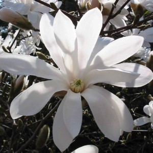 Primo piano di una magnolia stellata bianca. Forma elegante del fiore, ideale per giardino e terrazza.