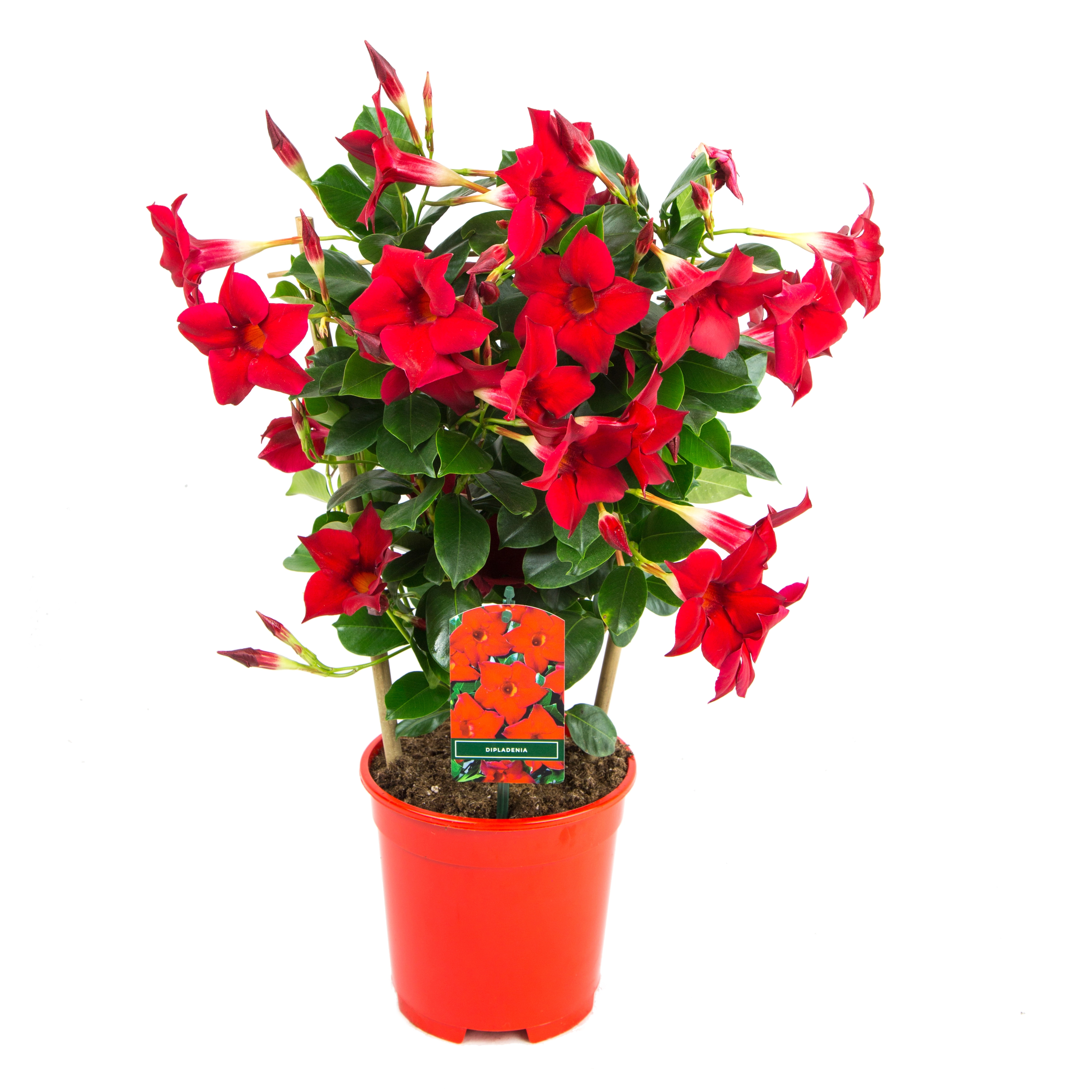 GROW by OBI Dipladenie Sundevillea Rot Spalier Dipladenia Topf Ø 17 cm