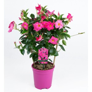 Dipladenia Sundevillea con supporto rampicante in vaso rosa, ca. 40-50 cm di altezza.