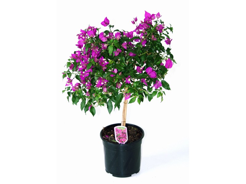 Drillingsblume Ministamm TopfØ ca. 14 cm Bougainvillea kaufen bei OBI