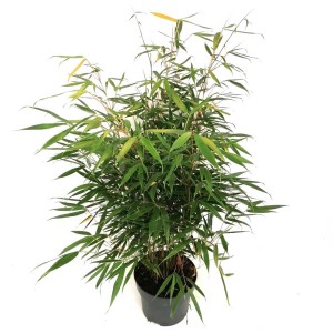 Schirmbambus Pingwu im Topf, grüne Blätter und gelbe Halme, ca. 60 cm hoch.