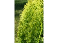 Gelber Zwerglebensbaum Grün Topf 3,7 l