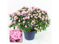 Rhododendron Azalea Hortinno® Primavera Classic Rhododendron Azalea Hortinno® Primavera Classic