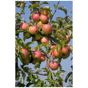Pommier Pinova avec des pommes mûres et rouges sur l'arbre au soleil.
