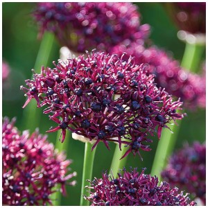 Tête de fleur d'ail d'ornement AtroPurpureum violet foncé, env. 60 cm de haut.