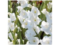Grow by OBI Gladiolen White Prosperity 12 Stk. Grow by OBI Gladiolen White Prosperity 12 Stk.