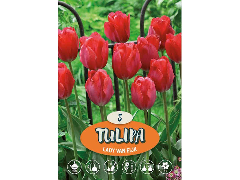 Tulpe Lady van Eijk Tulipa Rot kaufen bei OBI