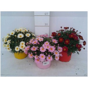 Mix di piante da aiuola in vaso (Ø 23 cm) con fiori bianchi, rosa e rossi.