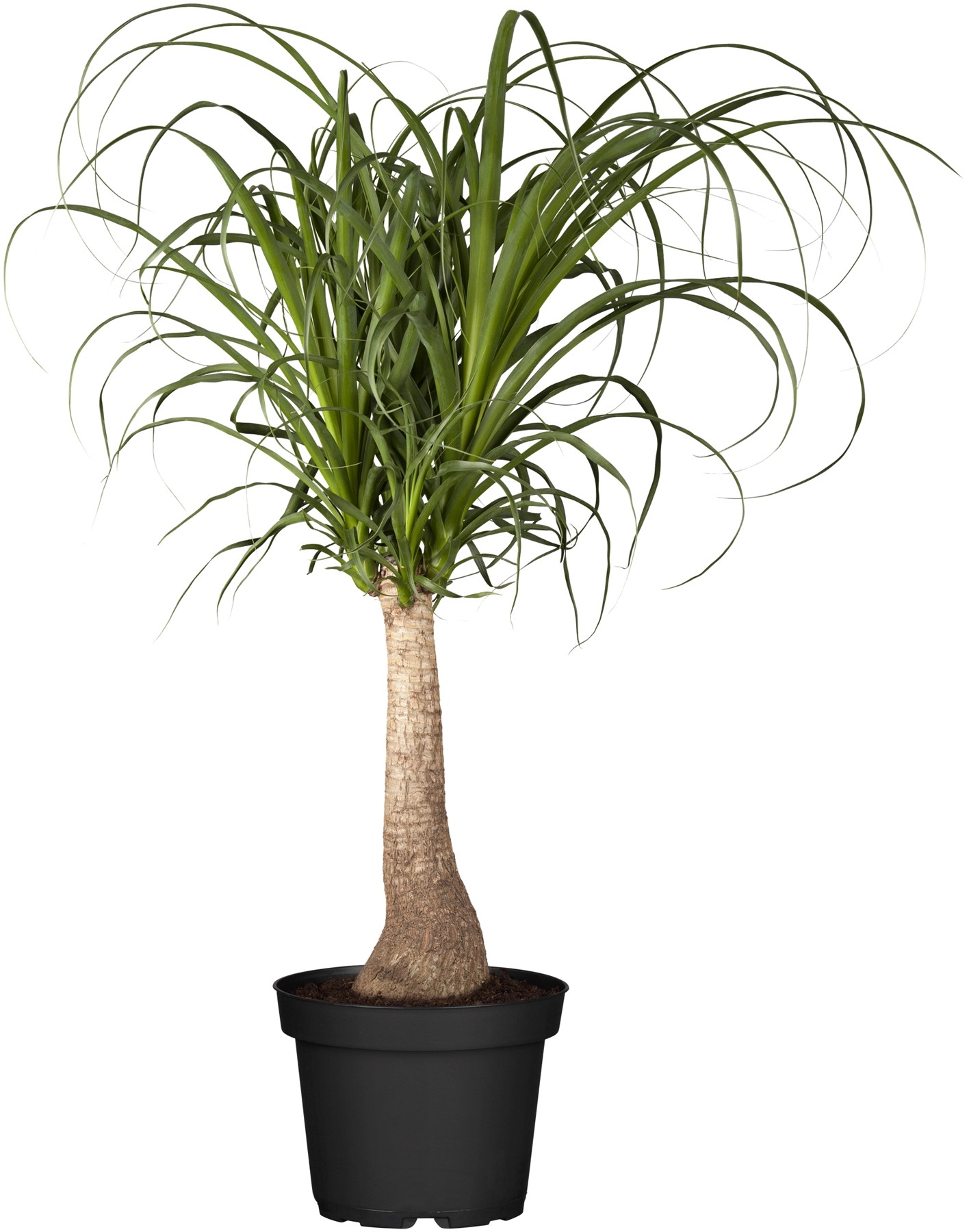 Elefantenfuss Stamm TopfØ ca. 19 cm Beaucarnea kaufen bei OBI