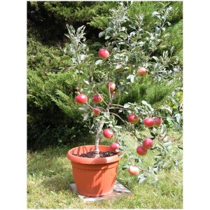 Melo nano Mini-Cox in vaso con mele rosse. Albero di mele compatto per giardino e balcone.