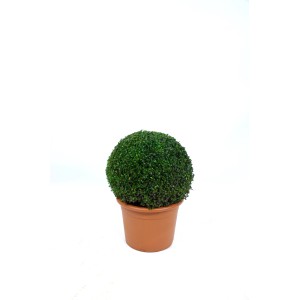 Buis Microphylla Faulkner en boule verte dans un pot (18 l).