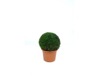 Buxus Microphylla Faulkner Kugel Topf 18 l