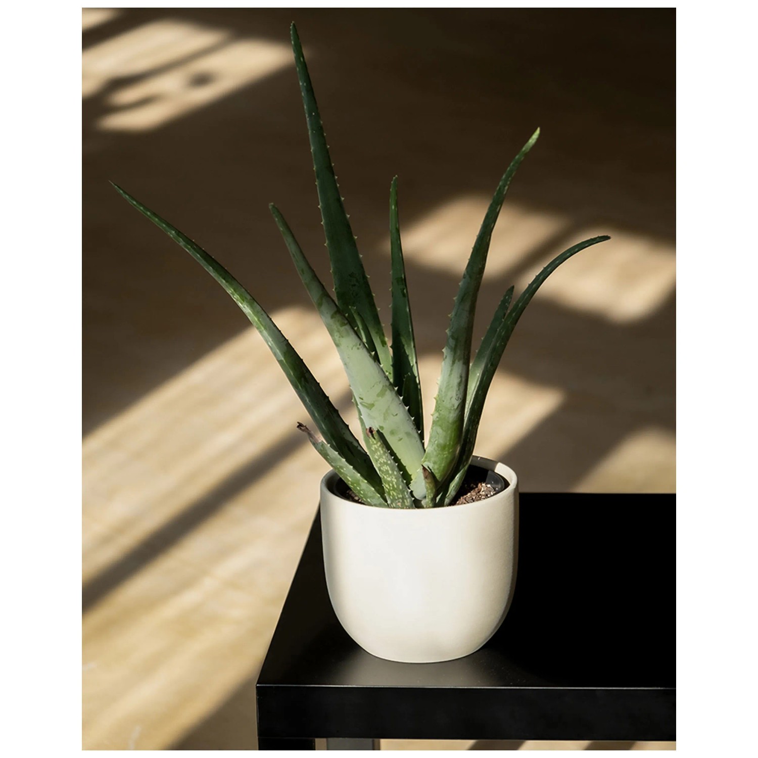 Feey Sukkulente Aloe vera Hhe 30 - 50 cm