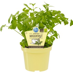 Blu Livèche Bio en pot, aussi appelée herbe Maggi, pour cuisine & jardin.