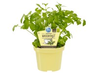 Liebstöckel Levisticum officinale Topf Ø ca. 12 cm