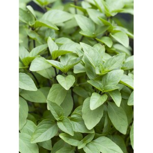 Basilic vert frais (Ocimum basilicum) en pot, idéal pour la cuisine.