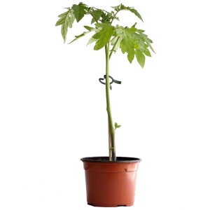 Plant de tomate Cristal Bio en pot marron, pot Ø 11 cm.