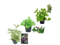 Biene Maja Küchenkräuter Topf Ø 13 cm