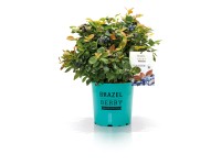 Heidelbeere Vaccinium BrazelBerry® Pink Breeze® Topf 4,5 l