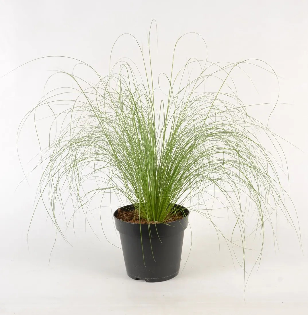 scindapsus treubii dark variegata Scindapsus treubii 