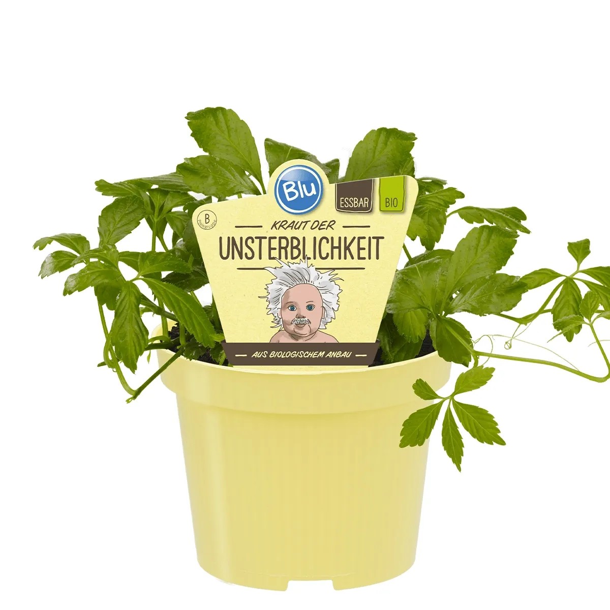 Blu - Plante mdicinale  cinq feuilles - Pot  env. 12 cm - Gynostemma