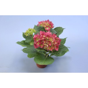 Hortensia Macrophylla rouge avec 3-4 têtes de fleurs en pot.