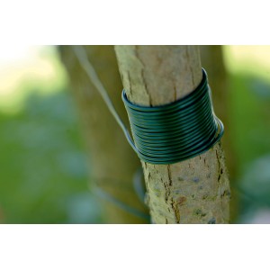 Ruban de fixation en plastique vert foncé (25 m) enroulé autour d'un tronc d'arbre.
