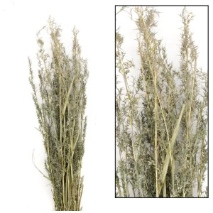 Decofinder Alfonso-Gras, fiore essiccato verde, altezza 100 cm per decorazioni interne.