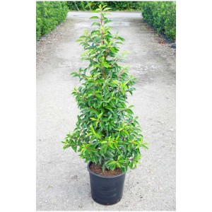 Lauro portoghese Prunus lusitanica in vaso, altezza circa 100 cm.