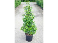 Portugiesische Lorbeerkirsche Prunus lusitanica Topf Ø 28 cm / Höhe 100 cm