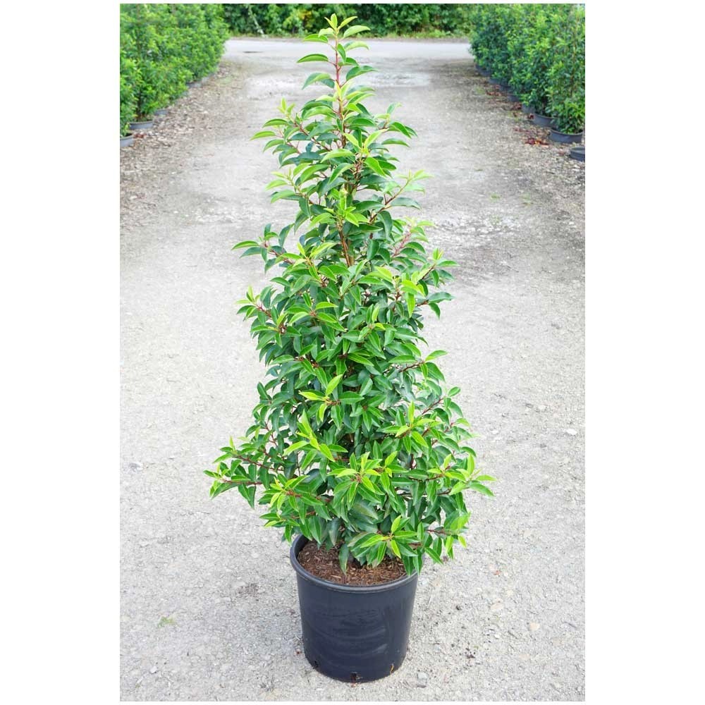 Portugiesische Lorbeerkirsche Prunus lusitanica Topf Ø 28 cm / Höhe 100