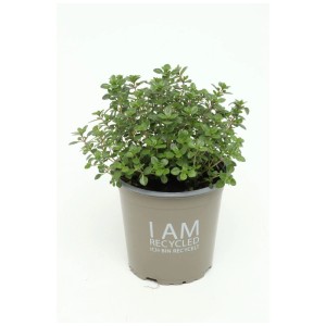 Timo limone in vaso (Ø 13cm) per cucina e balcone. Qualità bio.