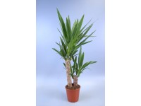 Palmlilie Yucca elephantipes 2er-Stamm Topf Ø ca. 17 cm