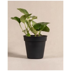 Feey Pothos Marble Queen en pot : Plante retombante panachée vert et blanc.